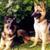 Lorraine Ann Fournier DVM