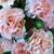 Alvera Frances Barton-Leitch